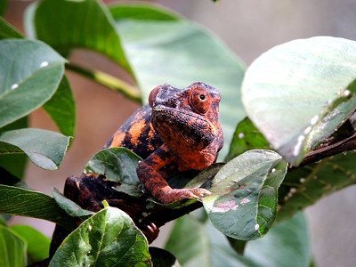 Madagascar